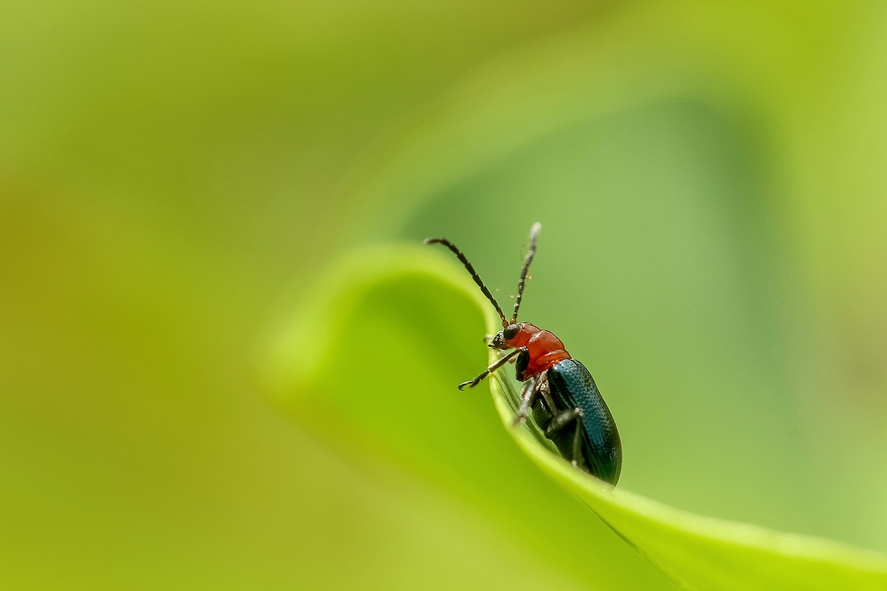 insect, nature, beetle-3053746.jpg